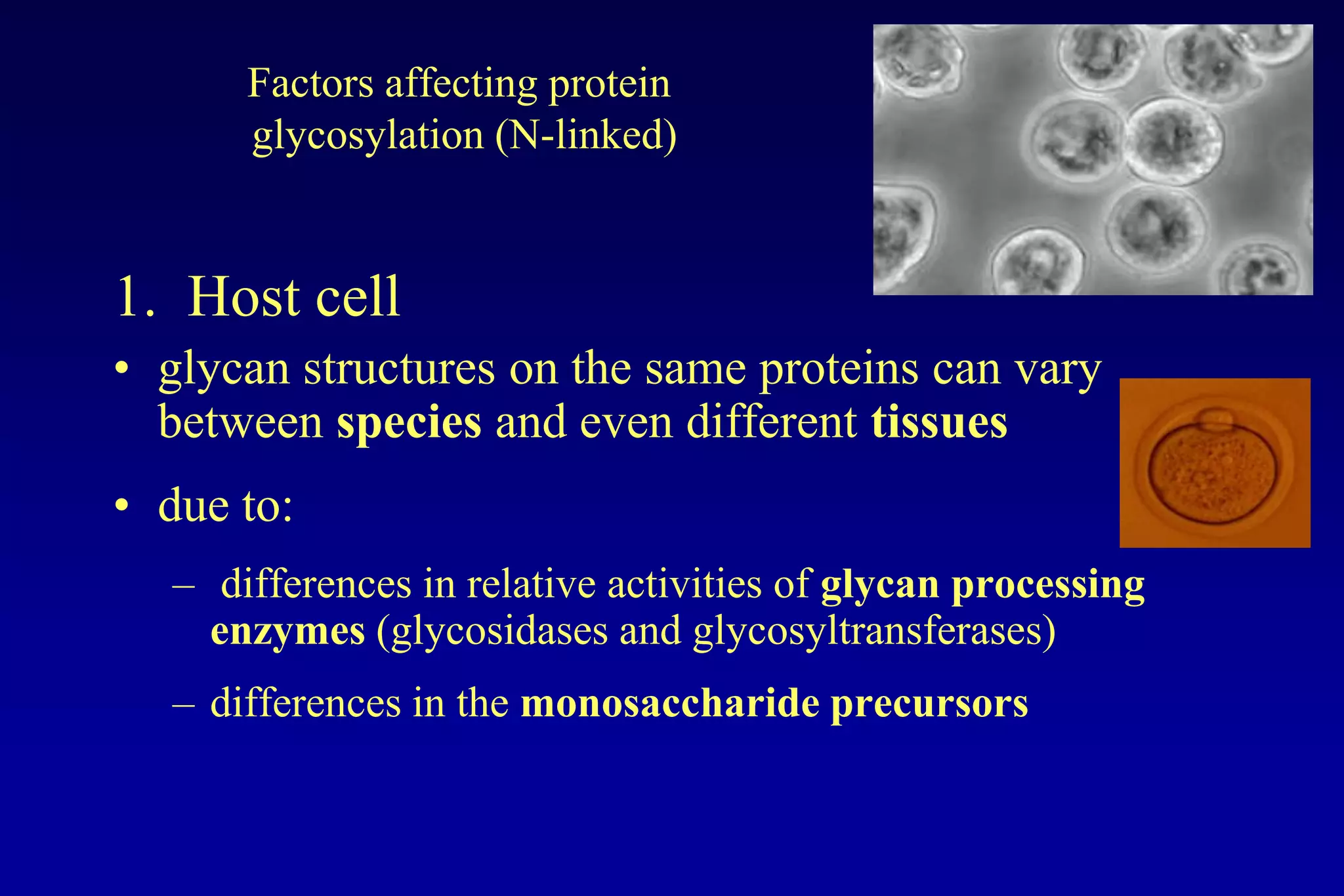 Factors affecting protein
      glycosylation (N-linked)


1. Host cell
• glycan structures on the same proteins can vary
  between species and even different tissues
• due to:
  – differences in relative activities of glycan processing
    enzymes (glycosidases and glycosyltransferases)
  – differences in the monosaccharide precursors
 