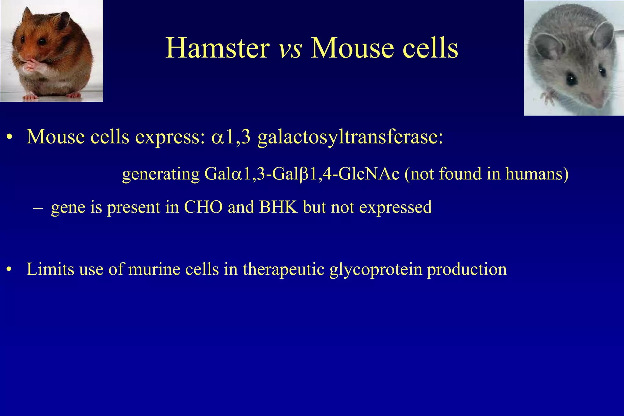 Hamster vs Mouse cells

• Mouse cells express: a1,3 galactosyltransferase:
               generating Gala1,3-Galb1,4-GlcNAc (not found in humans)
   – gene is present in CHO and BHK but not expressed


• Limits use of murine cells in therapeutic glycoprotein production
 