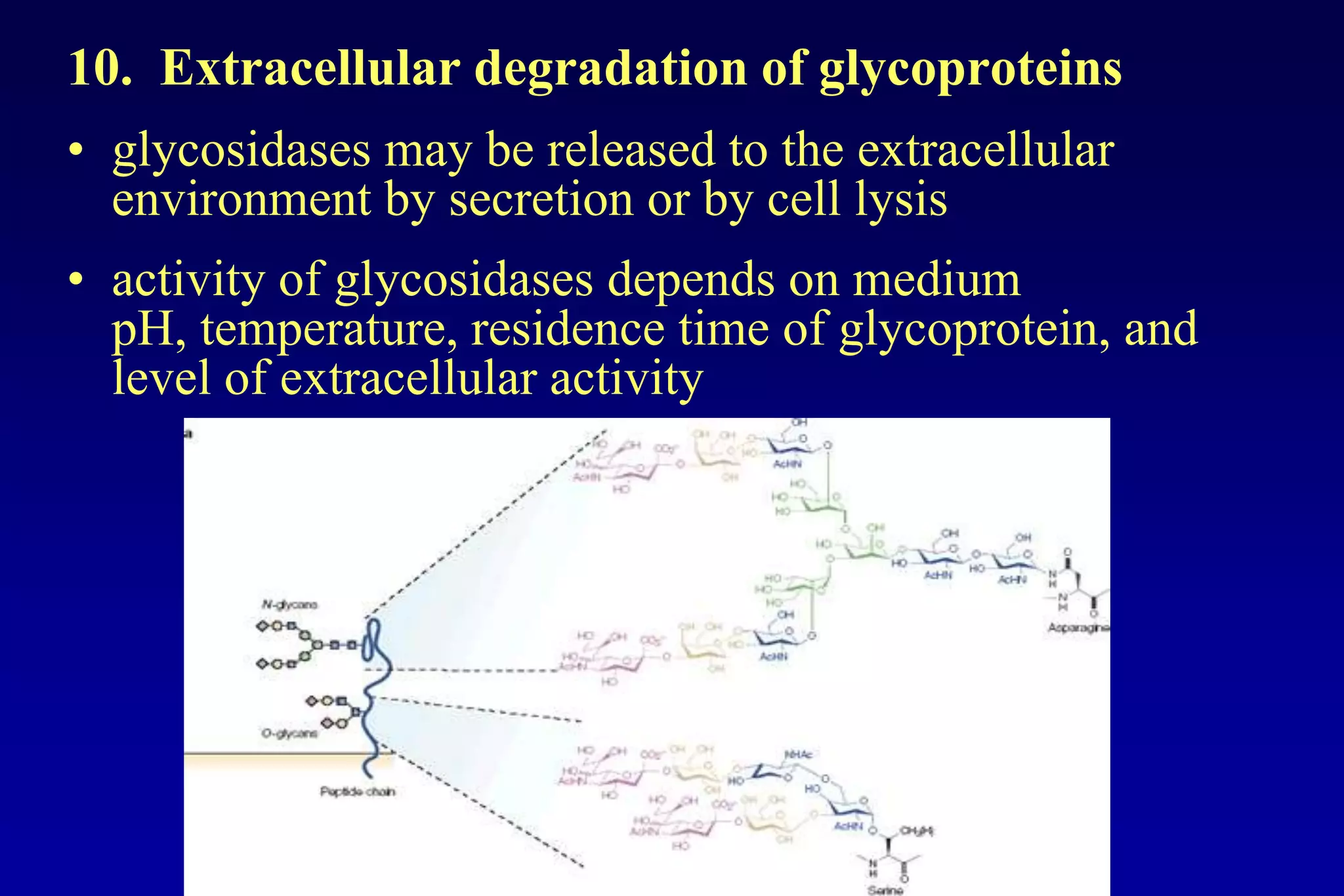 10. Extracellular degradation of glycoproteins
• glycosidases may be released to the extracellular
  environment by secretion or by cell lysis
• activity of glycosidases depends on medium
  pH, temperature, residence time of glycoprotein, and
  level of extracellular activity
 