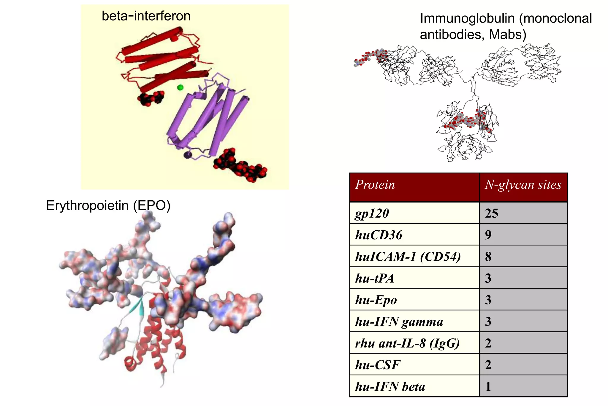beta-interferon              Immunoglobulin (monoclonal
                                     antibodies, Mabs)




                          Protein              N-glycan sites
Erythropoietin (EPO)
                          gp120                25
                          huCD36               9
                          huICAM-1 (CD54)      8
                          hu-tPA               3
                          hu-Epo               3
                          hu-IFN gamma         3
                          rhu ant-IL-8 (IgG)   2
                          hu-CSF               2
                          hu-IFN beta          1
 