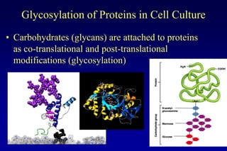 Glycosylation of Proteins in Cell Culture
• Carbohydrates (glycans) are attached to proteins
  as co-translational and post-translational
  modifications (glycosylation)
 
