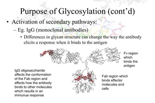 Lecture 7 glycosylation in cell culture | PPTX