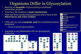 Lecture 7 glycosylation in cell culture | PPTX
