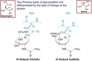 Lecture 7 glycosylation in cell culture | PPTX