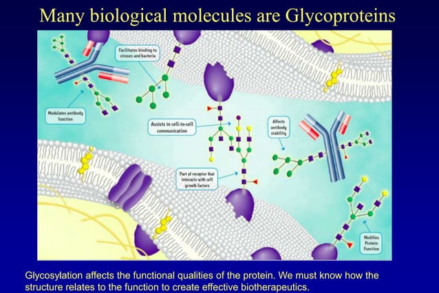 Lecture 7 glycosylation in cell culture | PPTX