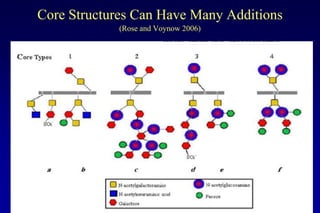Lecture 7 glycosylation in cell culture | PPTX