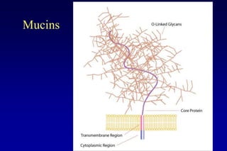 Lecture 7 glycosylation in cell culture | PPTX