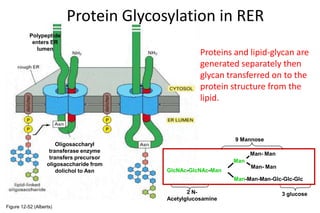 Lecture 7 glycosylation in cell culture | PPTX