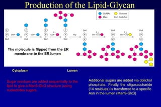 Lecture 7 glycosylation in cell culture | PPTX
