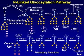 Lecture 7 glycosylation in cell culture | PPTX