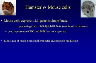 Lecture 7 glycosylation in cell culture | PPTX