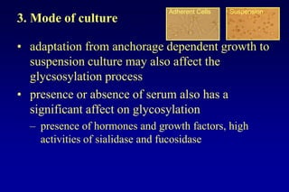 Lecture 7 glycosylation in cell culture | PPTX