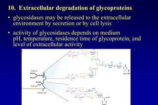 Lecture 7 glycosylation in cell culture | PPTX