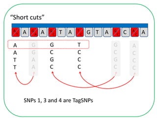 “Short cuts”
A T A G T A C AT
C
A
C
A
T
G
A
G
C
G
CA
A
A
T
T
G
G
A
A
G
C
G
C
T
C
C
C
G
C
G
C
A
C
C
C
SNPs 1, 3 and 4 are TagSNPs
 