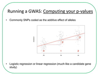 Running a GWAS: Computing your p-values
• Commonly SNPs coded as the additive effect of alleles
• Logistic regression or linear regression (much like a candidate gene
study)
 