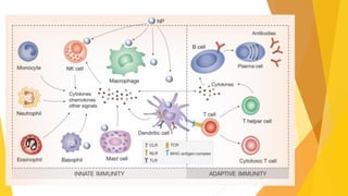 Comprehensive Overview of the Body's Defense Mechanisms and Immunity ...