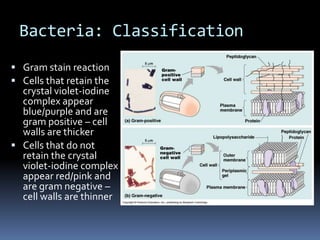 Bacteria: ClassificationShape and arrangementCocci – round or spherical cellsBacilli – rod-shaped cellsCurved, spiral forms