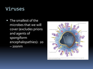 VirusesThe smallest of the microbes that we will cover (excludes prions and agents of spongiform encephalopathies):  20 – 200nm