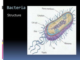 Bacteria: StructureFlagella: Long, complex structures that are important for motility Non-essentialAn important antigen for identification and classification among those bacteria that possess them