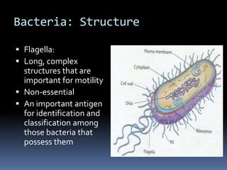Bacteria: StructurePili or fimbriae: Short, non-flexible structures that surround the surface of the cell  Responsible for adherence to host cell membranes through a very specific interaction that frequently determines the organotropism of a particular pathogen Non-essential Conjugation – the attachment and transfer of DNA between similar species of bacteria by way of the sex or F pili – this is process is the most common method for acquisition of antibiotic resistance determinants  by bacteria