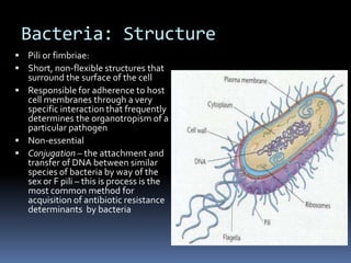 Bacteria: StructureCapsules: Secreted polysaccharides and, in some cases, proteins that surround some bacterial cells Non-essential In the environment, their primary function is to prevent dehydration of the cell, but in pathogens they are a major virulence factor through interference of the host’s phagocytosis