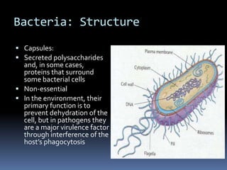 Bacteria: StructureCell Wall: Essential component to all bacteria, with the exception of the mycoplasmaDetermines the size and shape of the cell Serves as an exoskeleton, preventing lysis of the cell Differences in structure provide the taxonomic designation of gram staining; peptidoglycan – this polymer forms the strong backbone for all other cell wall components