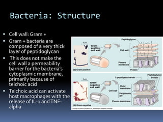 Bacteria: StructureCell wall: Gram –