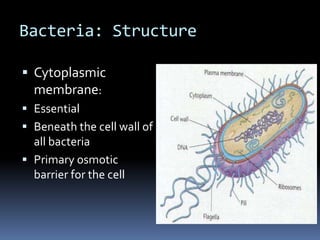 The peptidoglycan layer of gram - bacteria is much thinner that that of gram + bacteria