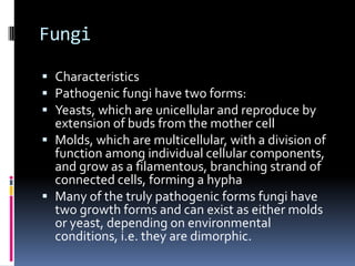 The outer leaflet of the outer membrane contains lipopolysaccharide, or endotoxin, which is a major virulence factor of gram-negative bacteria 