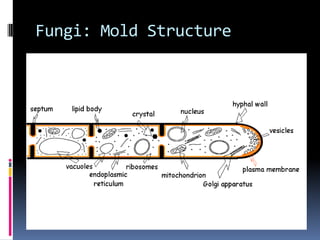 FungiCharacteristicsPathogenic fungi have two forms: Yeasts, which are unicellular and reproduce by extension of buds from the mother cell Molds, which are multicellular, with a division of function among individual cellular components, and grow as a filamentous, branching strand of connected cells, forming a hyphaMany of the truly pathogenic forms fungi have two growth forms and can exist as either molds or yeast, depending on environmental conditions, i.e. they are dimorphic.