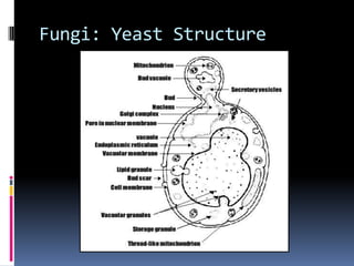 Fungi: Mold Structure