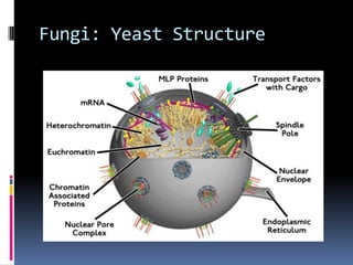 Fungi: Mold Structure