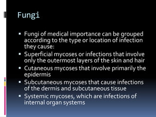 Fungi: Yeast Structure