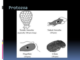 Parasites: Disease Burden