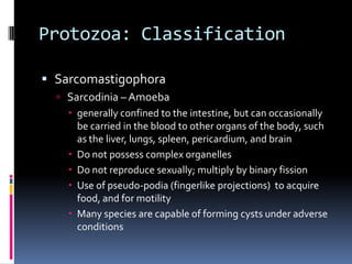 Parasites: ProtozoaBelong to a subkingdom (Protozoa) as they are neither plant nor animalOval, spherical, or elongated cells that range in size from 1-300µm to 1-2 mmCytoplasmic membrane that encloses cytoplasm containing membrane-bound nuclei, mitochondria, 80S ribosomes, and a variety of specialized organelles associated with higher life formsMajority of protozoa are aquatic, living in soil water, rivers, oceans, etc; there is a small subset that are obligate parasites of animals capable of producing both acute and chronic diseaseCan reproduce both asexually and sexually (like fungi)Some protozoa have complex reproductive cycles, in which different hosts are required for different stages of the life cycleHosts in which sexual reproduction occurs is called the definitive host, while asexual multiplication occurs in the intermediate host, among Protozoa requiring multiple hosts to complete their life cyclesSome protozoa can form cysts to survive in unfavorable environmental conditions (like spore-forming bacteria)