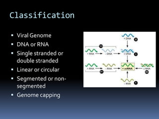 ClassificationViral GenomeDNA or RNASingle stranded or double strandedLinear or circularSegmented or non-segmentedGenome capping