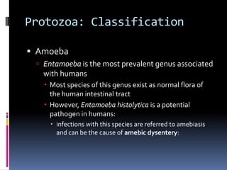 Protozoa: ClassificationSarcomastigophoraSarcodinia – Amoebagenerally confined to the intestine, but can occasionally be carried in the blood to other organs of the body, such as the liver, lungs, spleen, pericardium, and brainDo not possess complex organellesDo not reproduce sexually; multiply by binary fissionUse of pseudo-podia (fingerlike projections)  to acquire food, and for motilityMany species are capable of forming cysts under adverse conditions
