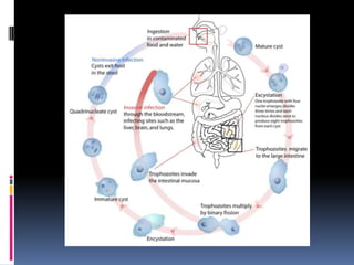 Protozoa: ClassificationAmoebaEntamoeba is the most prevalent genus associated with humansMost species of this genus exist as normal flora of the human intestinal tractHowever, Entamoebahistolytica is a potential pathogen in humans: infections with this species are referred to amebiasis and can be the cause of amebic dysentery: 