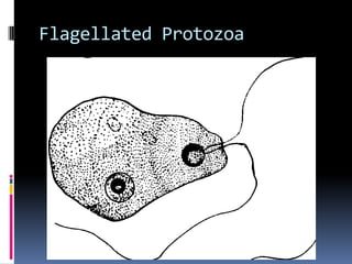 ProtozoaAmoebic dysenteryActively growing organisms (trophozoites) invade the intestinal mucosa, resulting in lesions that can range in symptoms (few daily loose stools with small amounts of blood and mucous to numerous intestinal ulcers causing severe diarrhea and substantial amounts of blood and mucous; in some individuals these intestinal ulcers may erode into adjoining blood vessels, allowing the amoeba to spread to other organs, especially the liver and lungs, and eventually leading to abscess formationMore prevalent in tropical and subtropical regions than in temperate regionsOften associated with poor sanitary conditionsIn most cases, transmission is the result of ingestion of cysts from chronic carriers who shed the cyst form of the organism in their fecesUnlike acute cases, which tend to shed the trophozoite forms in feces, cysts are relatively resistant to harsh environmental conditions and therefore survive long enough to establish new infections 