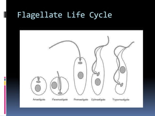 Protozoa: ClassificationMastigophora: flagellated protozoa commonly divided into those that cause intestinal or genital tract disease (intestinal flagellates) and those transmitted by blood-sucking insects (hemoflagellates)
