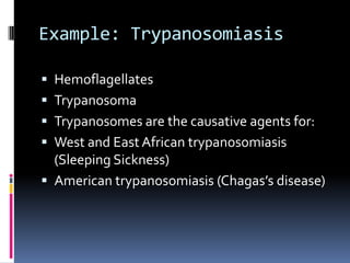 Flagellate Life Cycle