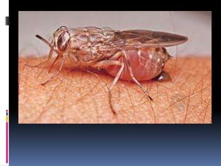 Example: TrypanosomiasisHemoflagellatesTrypanosomaTrypanosomes are the causative agents for: West and East African trypanosomiasis (Sleeping Sickness)  American trypanosomiasis (Chagas’s disease) 