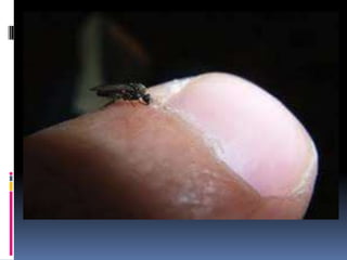 Example: LeishmaniasisLeishmania spp.Causative agent of leishmaniasisTransmitted by the vector sand fly (Phlebotomusgenus in the Old World, Lutzomyia in the New World)The flagellated promastigote is the form that is in the vector gut and the form that is transferred to the human hostThe flagellated promastigotes then transform into nonmotileamastigotes that then proliferate in cells of the reticuloendothelial system, specifically, macrophages and endothelial cellsLeishmania cause disease by co-opting the immune response