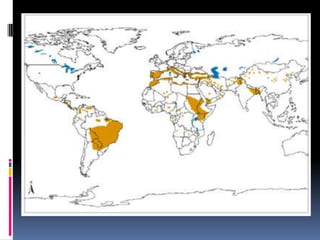Leishmaniasis EpidemiologyAgain, poor surveillance, especially for VLHundreds of millions are at genuine risk for infection. ~10 million infected, with ~1-2 million incident cases per year (includes all forms)Vector control has figured prominently: insecticide impregnated bed nets (similar to malaria)