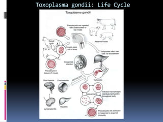 Protozoa: ClassificationSporoza:Plasmodium vivax, P. ovale, P. malariae, and P. falciparum:Cause malariaTransmission by vector of the female mosquito (Anopheles)Clinical symptoms are variable across the different species, but in general include chills and fever at intermittent, regular intervals followed by profuse sweating