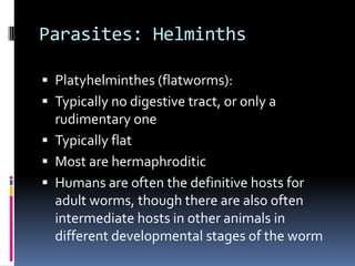 Protozoa: ClassificationSporozaToxoplasmagondiiCryptosporidium