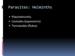 Toxoplasmagondii: Life Cycle