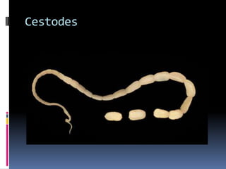 Parasites: HelminthsPlatyhelminthsCestodes (tapeworms)Trematodes (flukes)