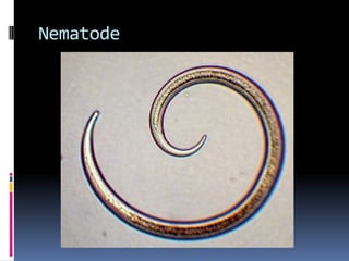 Trematodes (blood fluke)