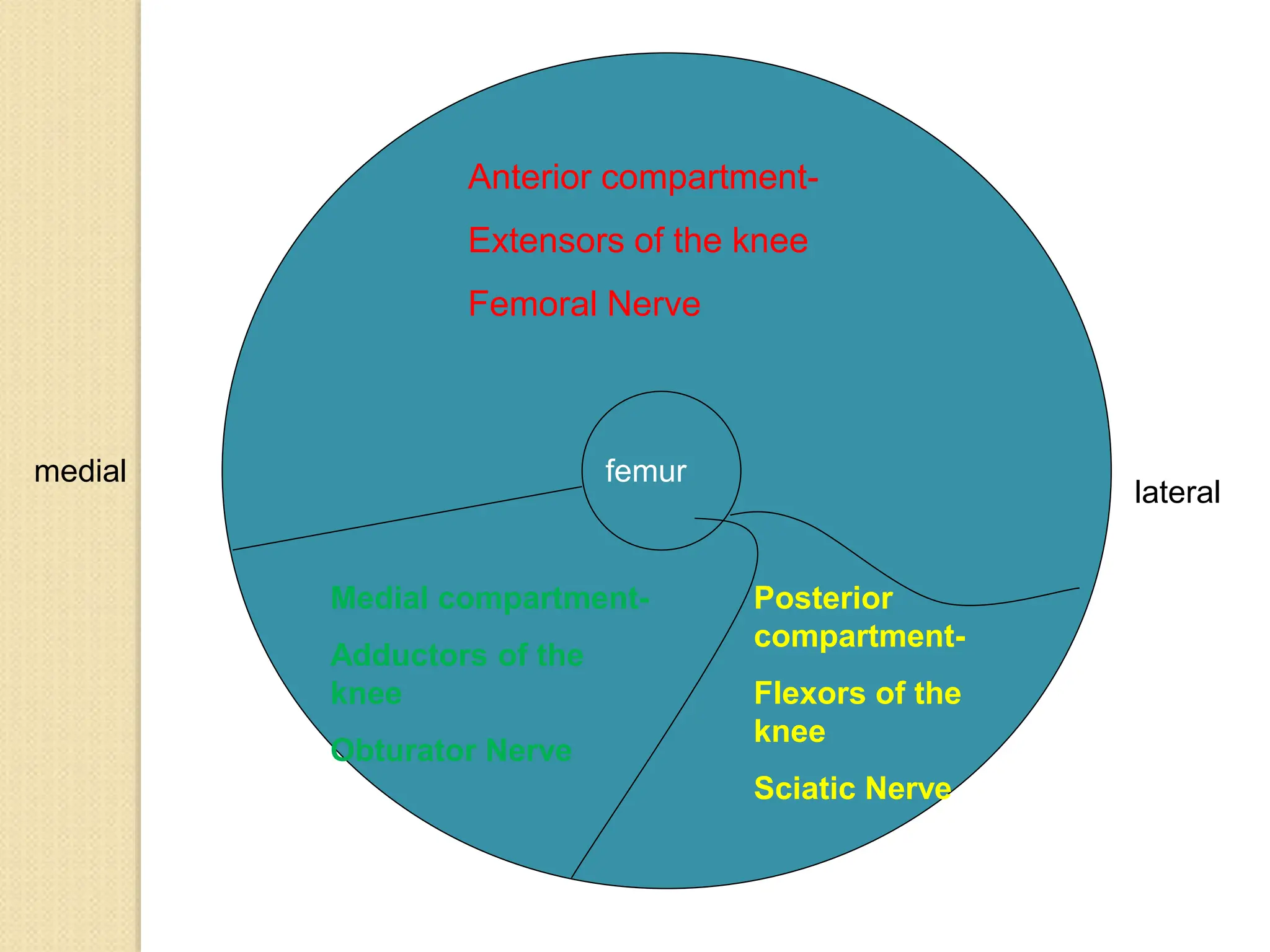 LECTURE 7MEDIAL and posterior compartment of thigh.ppt